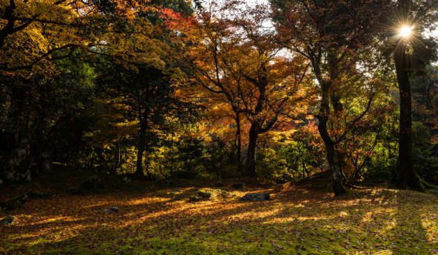 gorgeous-japanese-temple-garden-full-colorful-tree-leaves-fall-season-sun-appearing-them